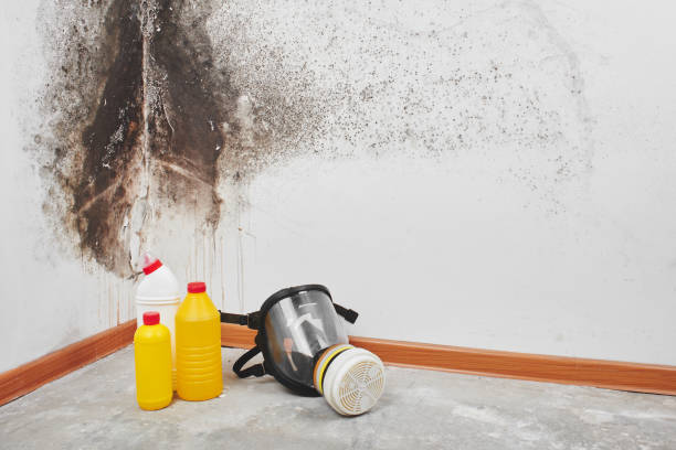 Best Kitchen Mold Remediation in Pinehurst, MA