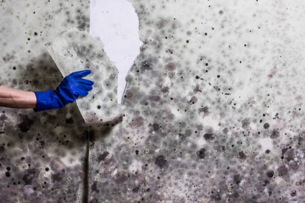 Best Preventive Mold Services in Pinehurst, MA