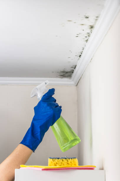 Best DIY Mold Remediation Support Services in Pinehurst, MA